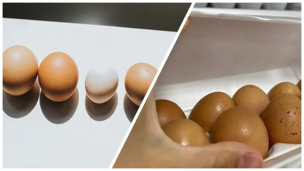 La verdad oculta tras las etiquetas de huevos: ¿Por qué los C1 suelen ser mejores que los C0?