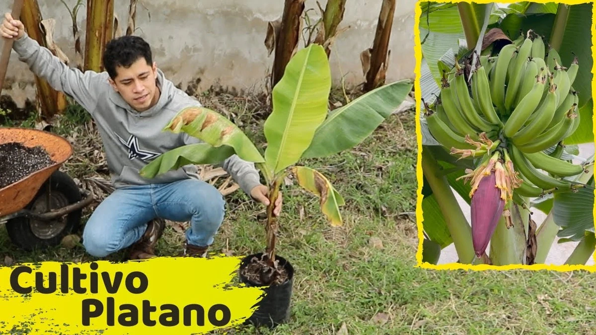 La verdad secreta: por qué los agricultores antiguos plantaban un banano en medio de su huerto - image 1