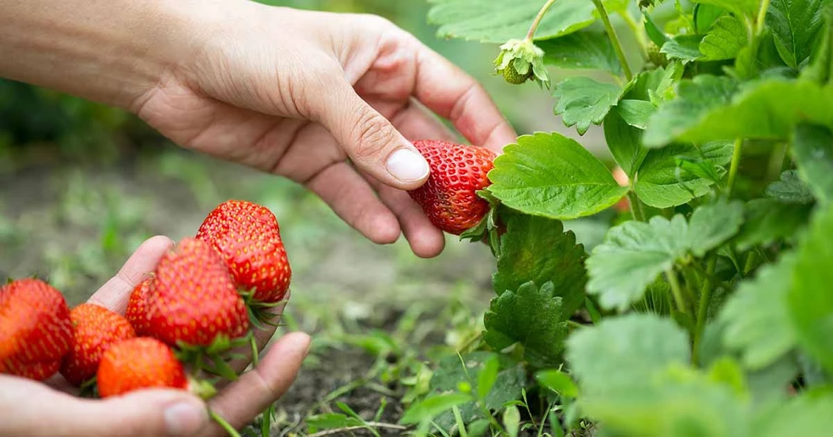 Los abuelos lo hacían: la sencilla técnica para recolectar fresas antes que nadie - image 1