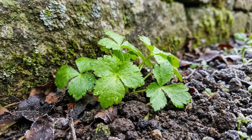 Mitsuba: la hierba aromática japonesa que prospera en tu jardín este invierno