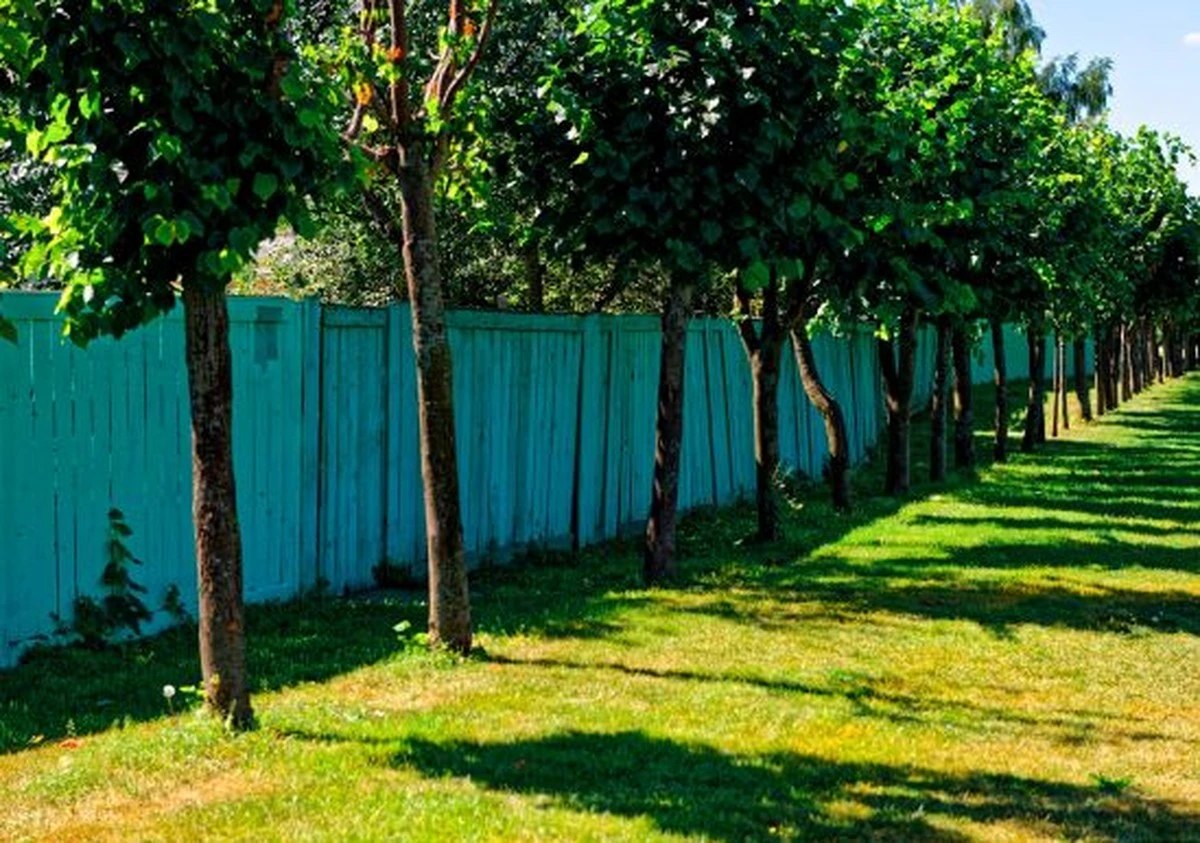 Mi vecino plantó un árbol cerca de mi valla: ¿es legal? Descubre las reglas de distancia - image 1