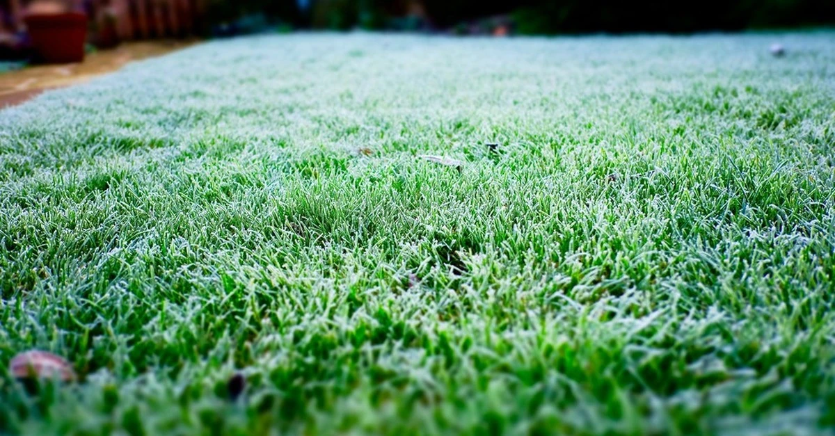 Mousse y zonas amarillas: los secretos de los abuelos para revivir tu césped en febrero - image 1