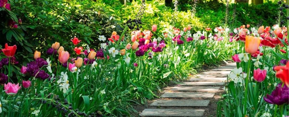 Moutarde blanche: la verdure que les jardiniers plantent en février pour une récolte précoce et un sol amélioré - image 1