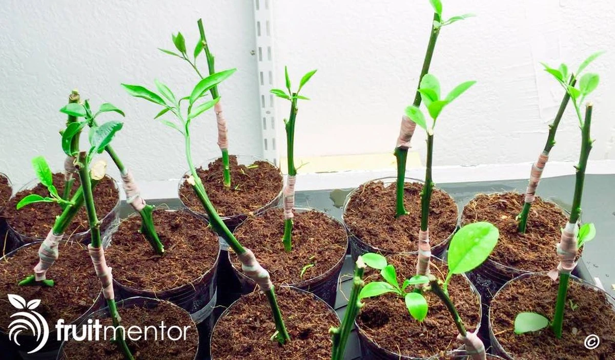 Multiplica tu limonero en invierno con este sencillo truco de abuelos - image 1