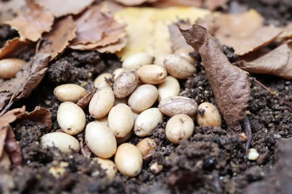 Multiplica tus Árboles Frutales Gratis: El Secreto de los Portainjertos Caseros