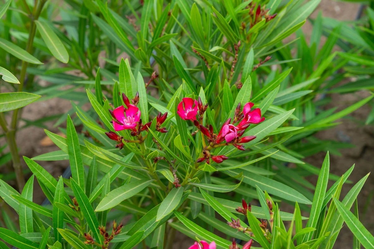 Multiplica tus laureles rosas en invierno: el truco fácil para tener docenas - image 1