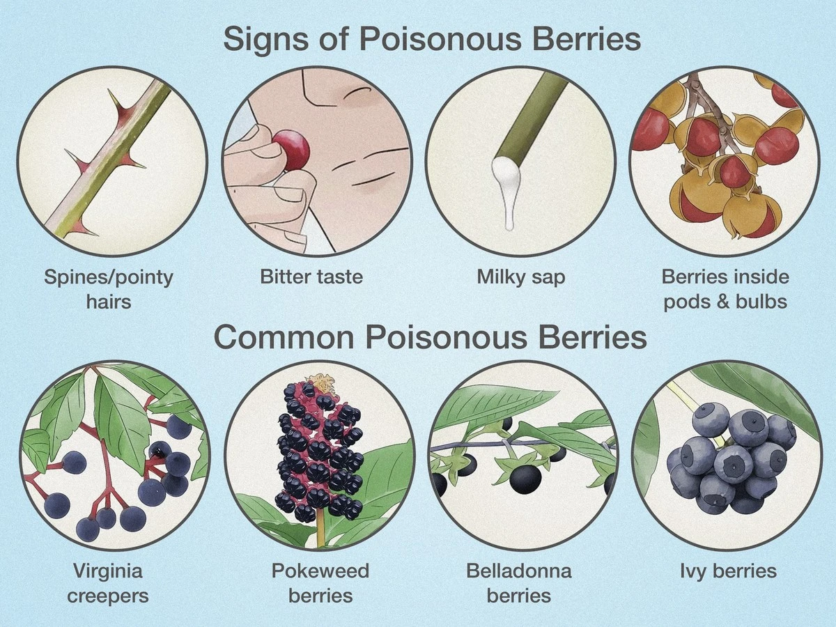 No comprare estos plátanos para tus hijos, incluso en oferta: 3 señales de que son fruta venenosa - image 1