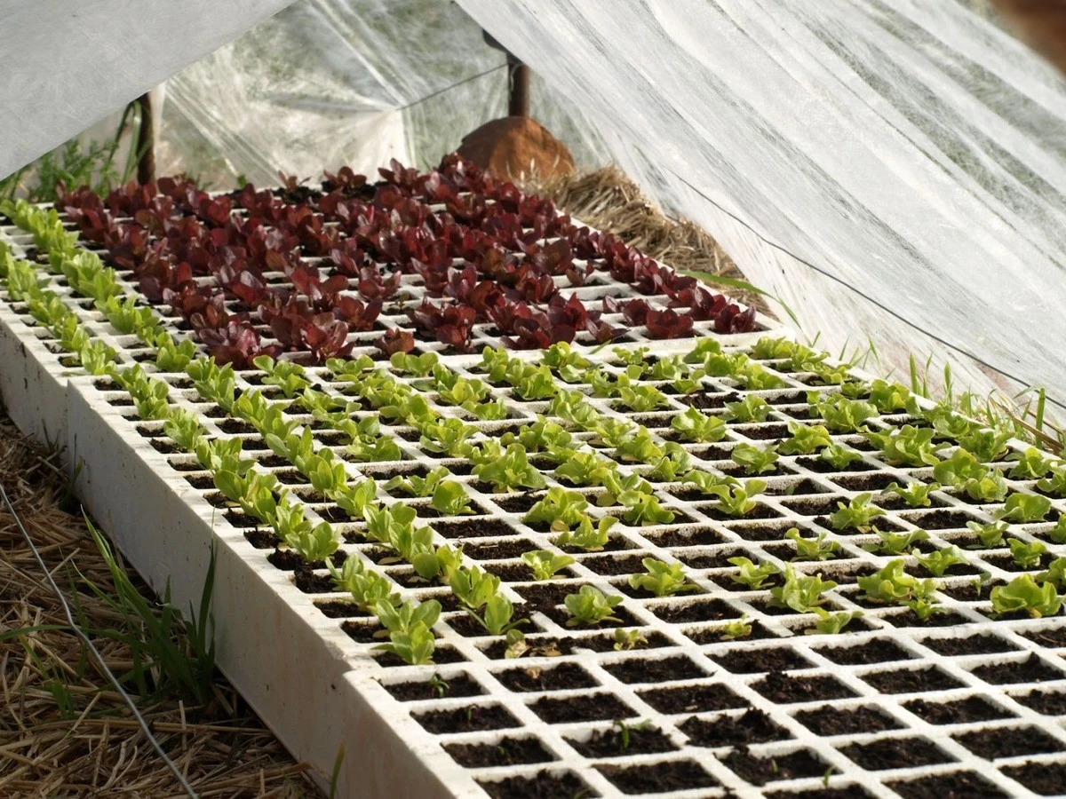 No dejes que los roedores roben tus semillas: el truco infalible de los jardineros expertos - image 1