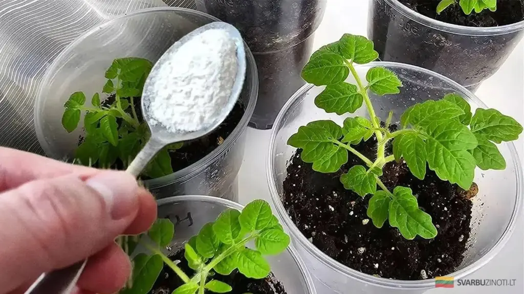 No fertilices tus plantines en febrero: el error que retrasa su crecimiento