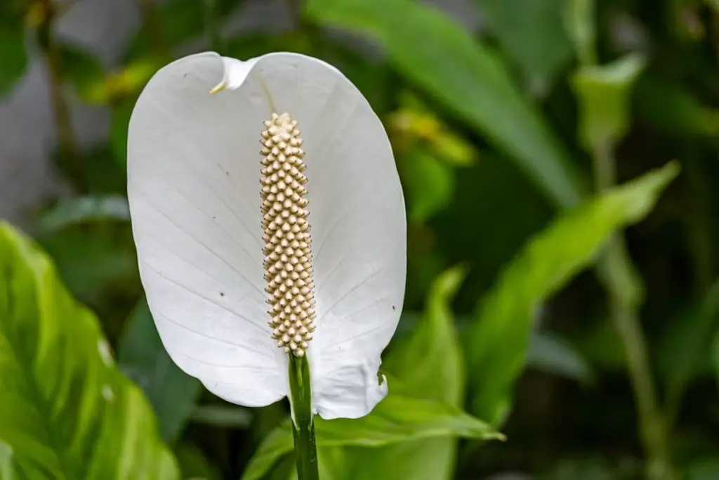 No robes las flores marchitas de tu espatifilo: el truco ignorado para que florezca más