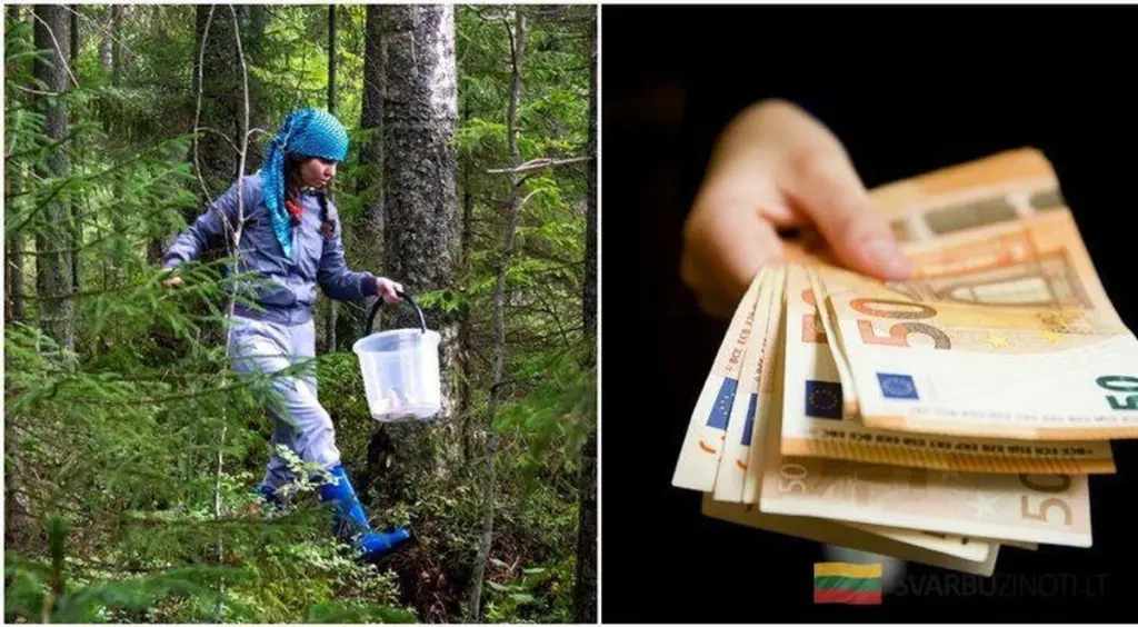 No uses "peines" para recoger bayas en el bosque: la multa puede llegar a 140 euros