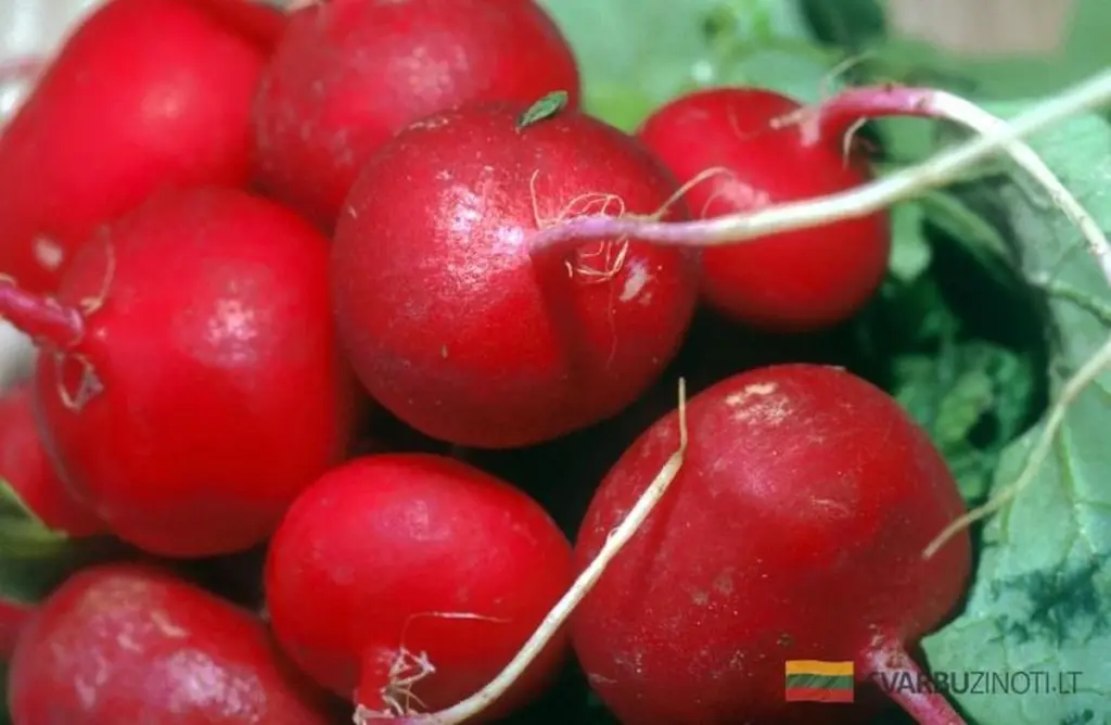 Olvida las pastillas: la raíz que estabiliza tu tiroides y alivia el estreñimiento