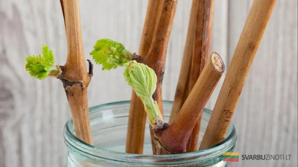 Oto cómo los jardineros experimentados deciden cuándo plantar esquejes: otoño o primavera