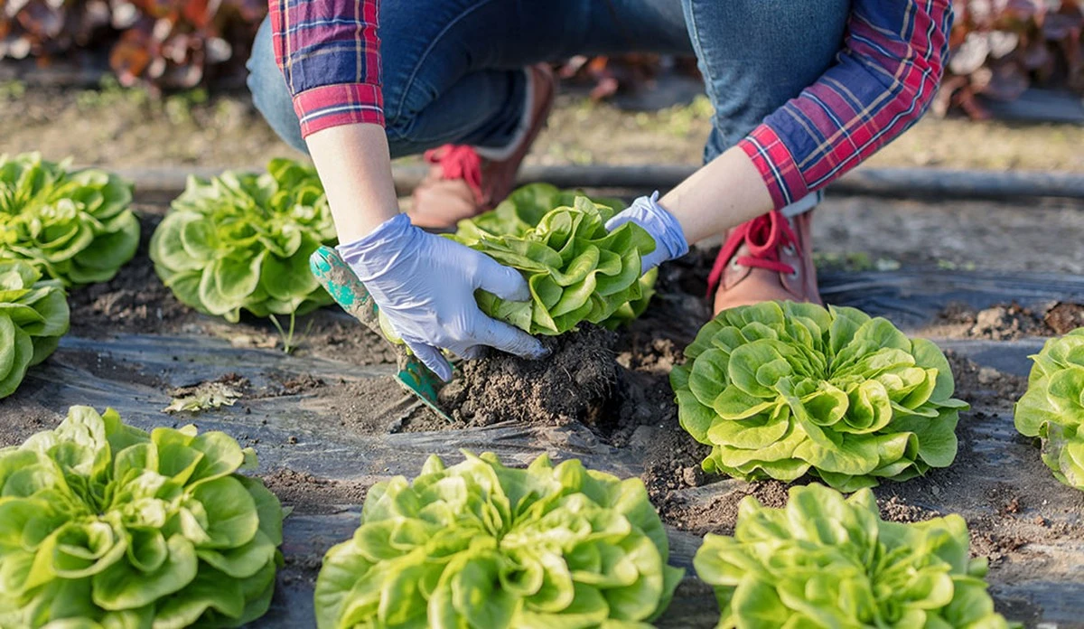 Planta lechugas sin agua: el truco norteño para evitar que se pudran a finales de invierno - image 1