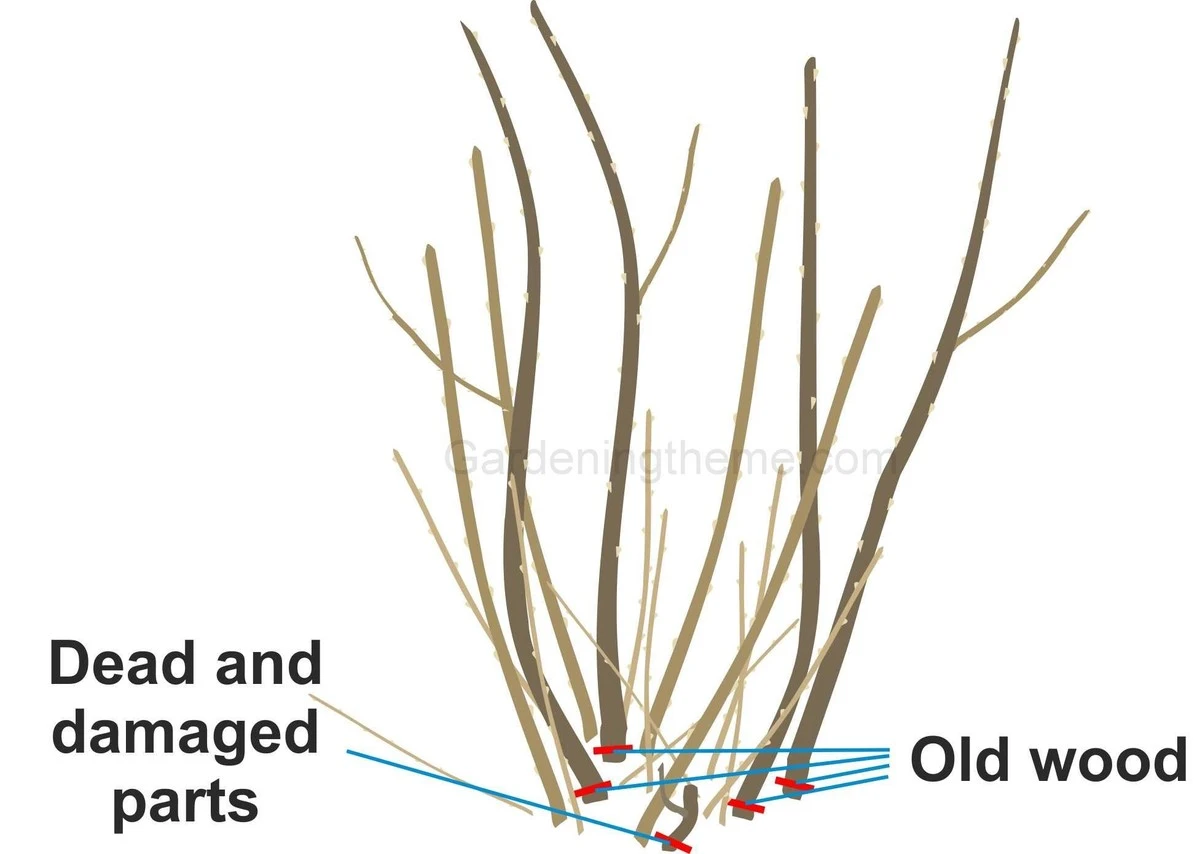 Poda de febrero: el secreto polaco para grosellas más grandes y productivas - image 1
