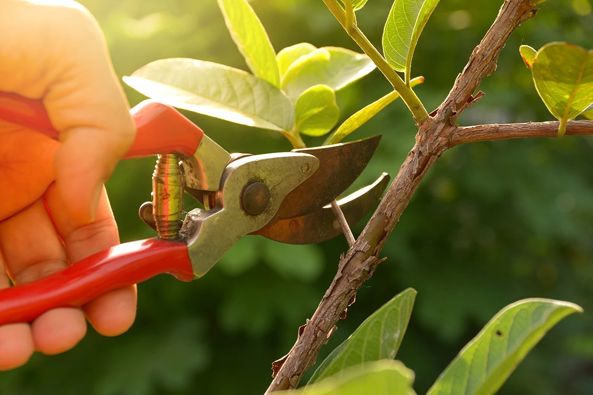 Poda de setos en febrero: El error que penaliza tu jardín y la vida silvestre - image 1