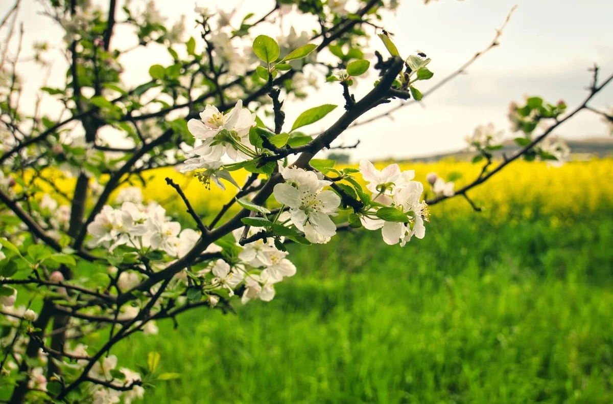 Poda y tratamiento de manzanos en primavera: la guía definitiva para un jardín sano y una cosecha abundante - image 1
