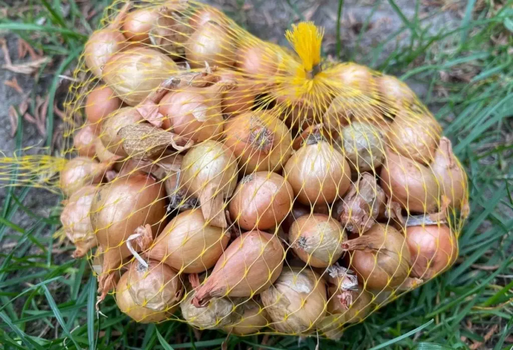 Pone tu cebolla en la calefacción antes de plantarla: el truco de la abuela para cosecha doble
