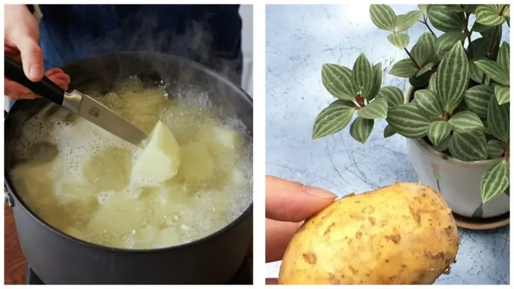 Por qué las amas de casa expertas no tiran el agua de patatas: 100% tesoro para tus plantas
