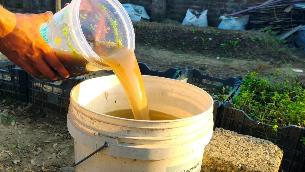 Por qué las amas de casa expertas no tiran el agua de patatas: 100% tesoro para tus plantas - image 1