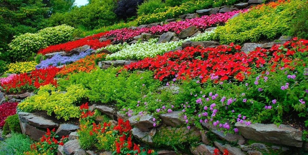 Por qué los jardineros expertos siembran estas flores ahora y no esperan a la primavera - image 1