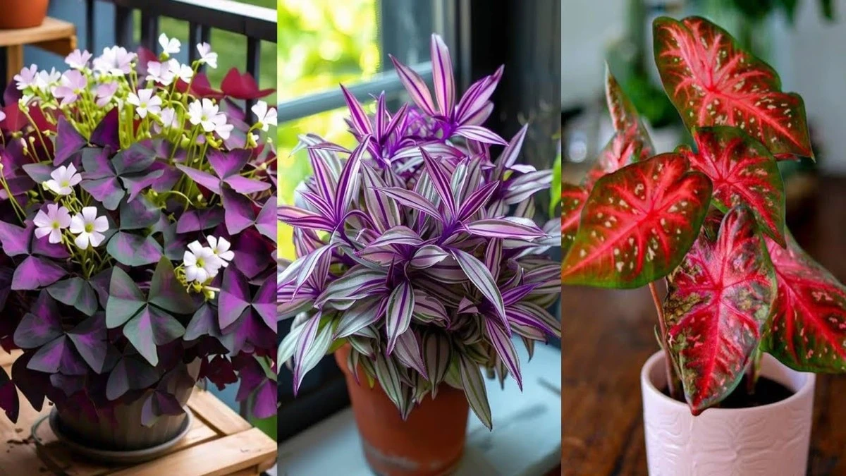 Por qué nunca más compraré plantas 