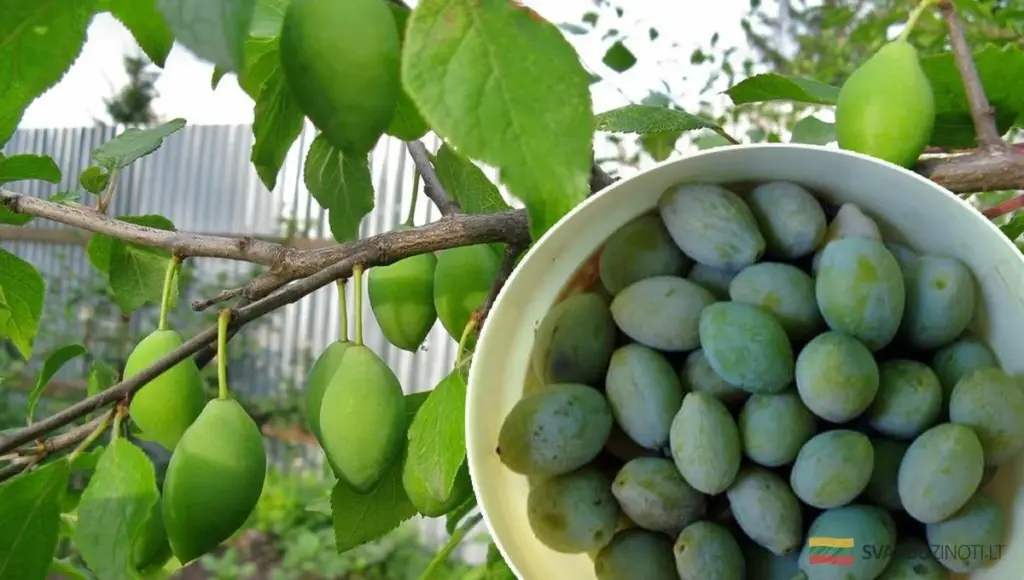 ¿Por qué se caen las ciruelas antes de madurar? La solución que te sorprenderá