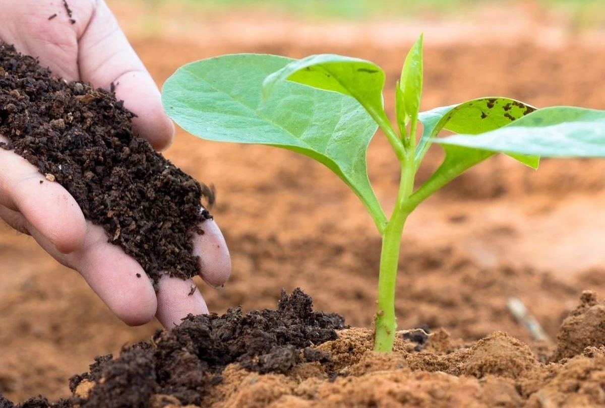 Por qué tirar la cáscara de cebolla es un error: el secreto para plantas de interior exuberantes - image 1