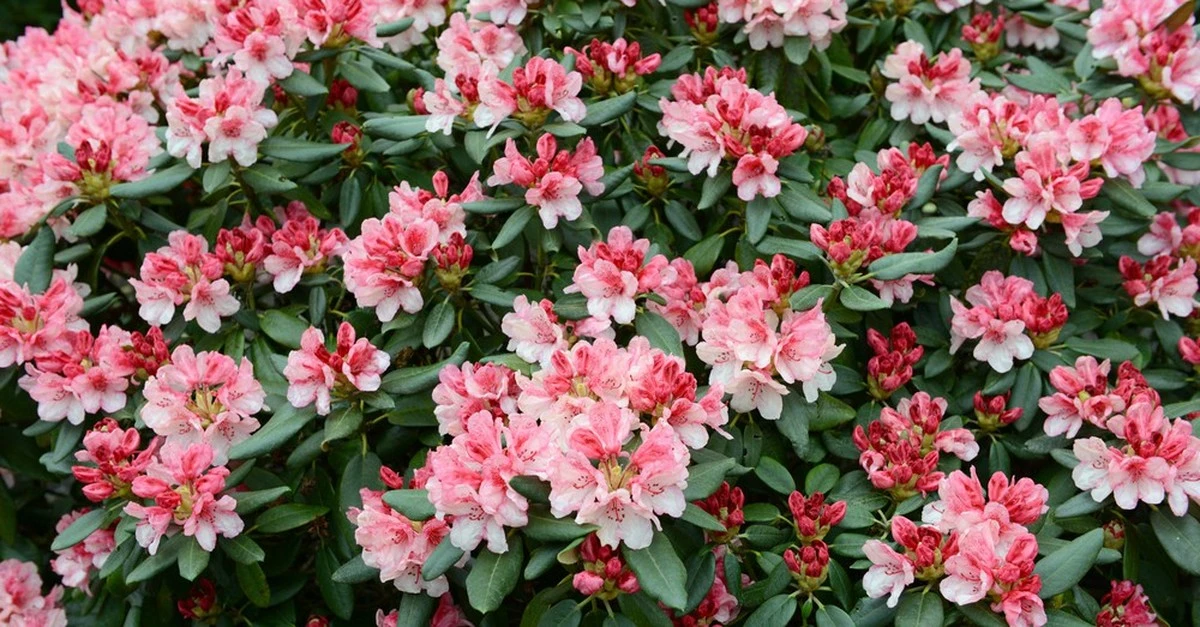 Por qué trasplantar cada año si estas flores embellecen solas | Jardinería inteligente - image 1