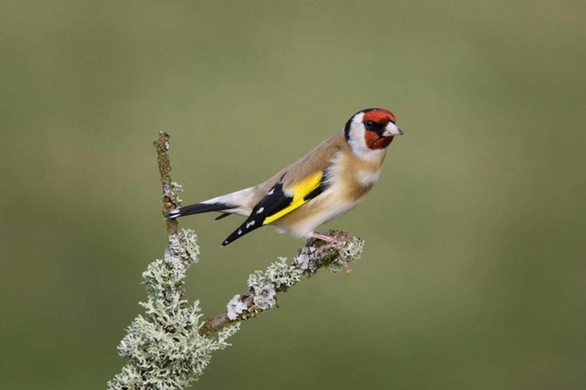 Por qué tu casita de pájaros sigue vacía y cuándo debes instalarla (la clave está en el otoño) - image 1