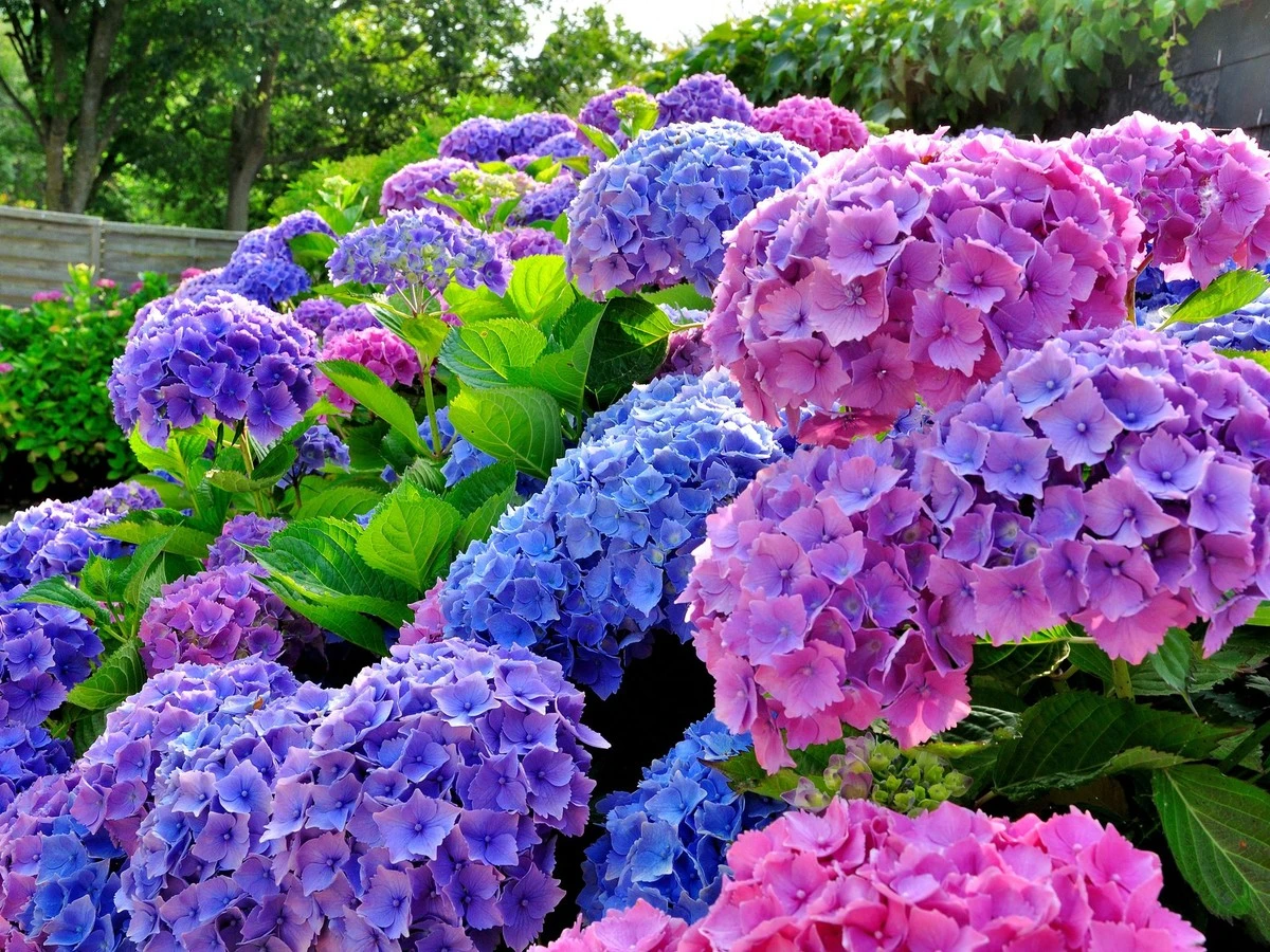 Por qué tu hortensia florece poco y el secreto de jardineros expertos para tenerla espectacular - image 1