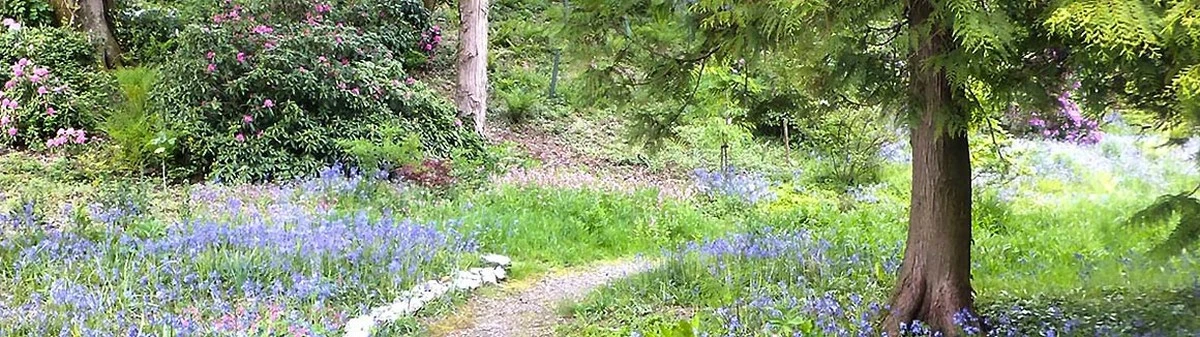 Por qué tu jardín te agradecerá si siembras esta planta olvidada en febrero - image 1