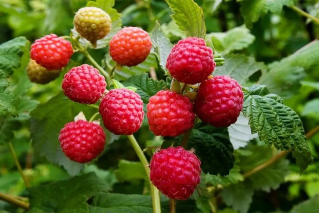 Por qué tus frambuesas, grosellas y uvas espinosas no dan frutos (incluso con buen cuidado)