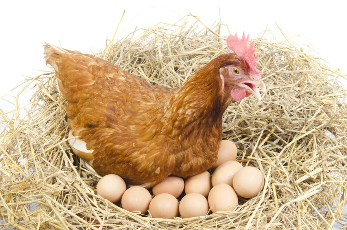 Por qué tus gallinas no ponen huevos (y el error que cometes con el grano) - image 1