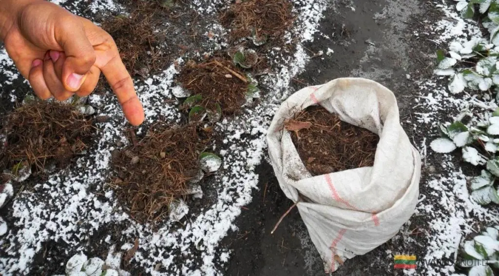 Prepara tus fresas para el invierno: el secreto que usan los jardineros expertos