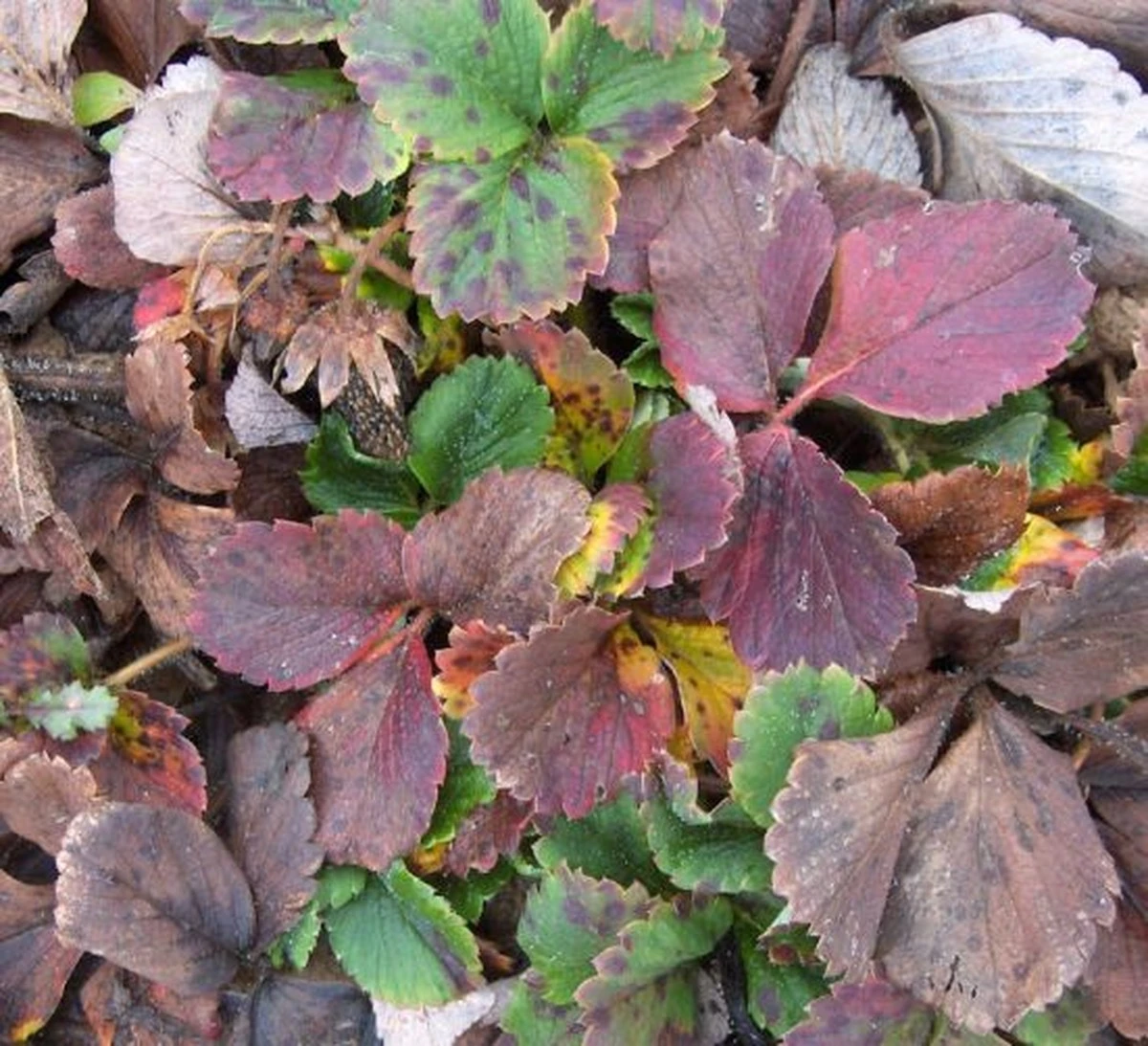 Prepara tus fresas para el invierno: el secreto que usan los jardineros expertos - image 1