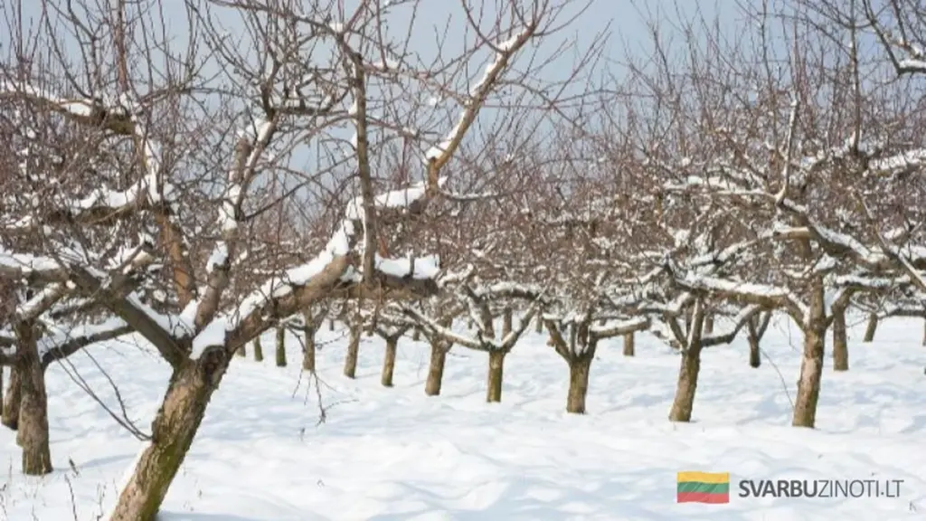 Protege tus árboles frutales jóvenes del frío extremo: haz esto ahora