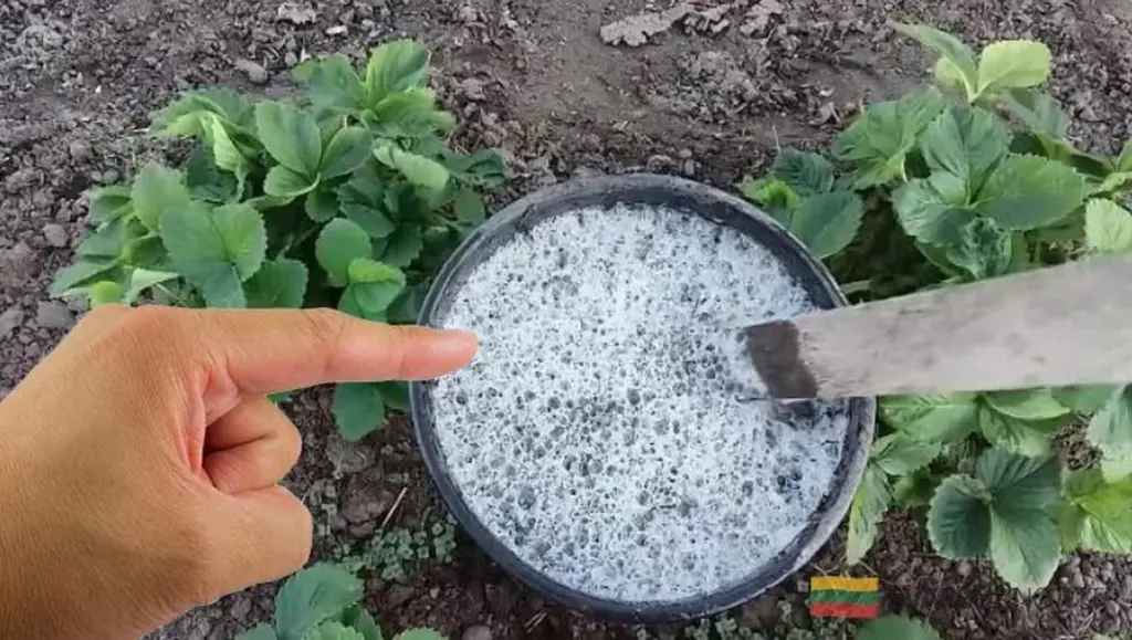 Protege tus fresas del invierno: el abono secreto que necesitan en septiembre