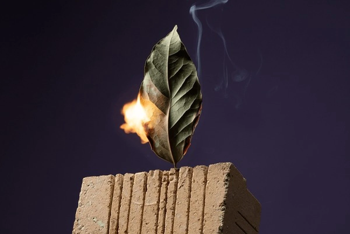 Quema una hoja de laurel y soluciona 4 problemas comunes en casa - image 1