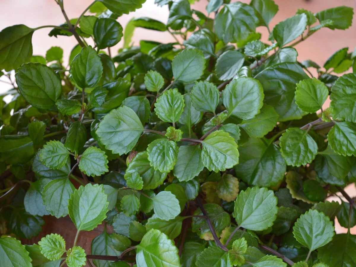 Revive tu piel: la mascarilla casera de la planta del dinero que borra las arrugas - image 1
