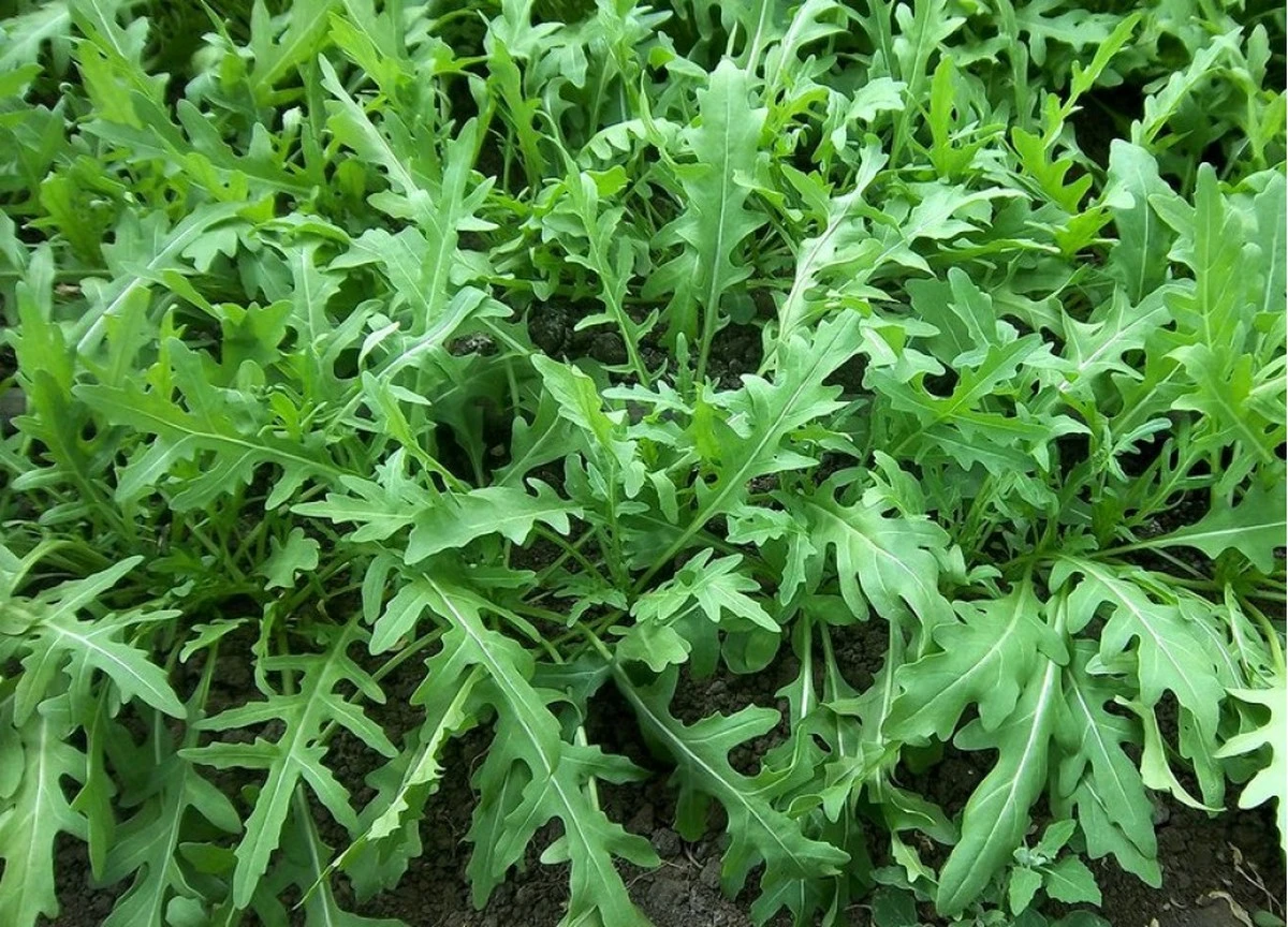 Ro a salvaje: la verdura olvidada que puedes sembrar ahora en febrero - image 1