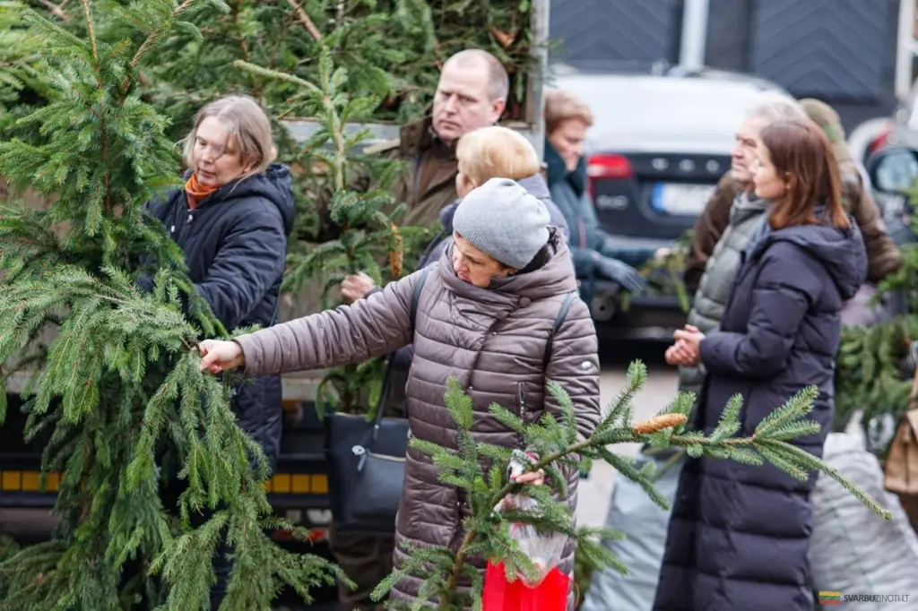 Saca el espíritu del bosque a casa: ramas de abeto gratis para decorar