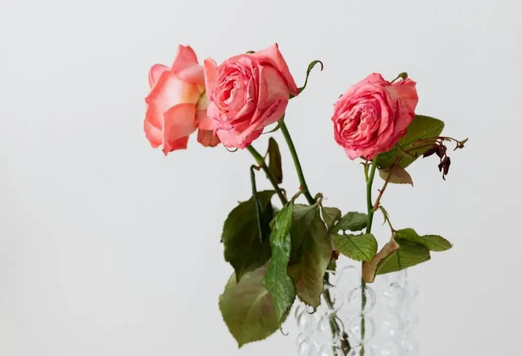 Secretos para que tus rosas cortadas duren semanas, no días