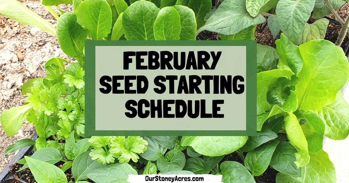 Siembra de febrero: la guía secreta para un huerto abundante - image 1