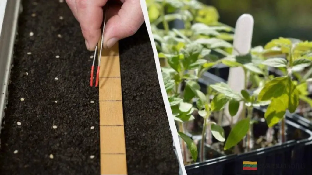 Siembra tus tomates en febrero: fechas clave para un crecimiento explosivo en 2026