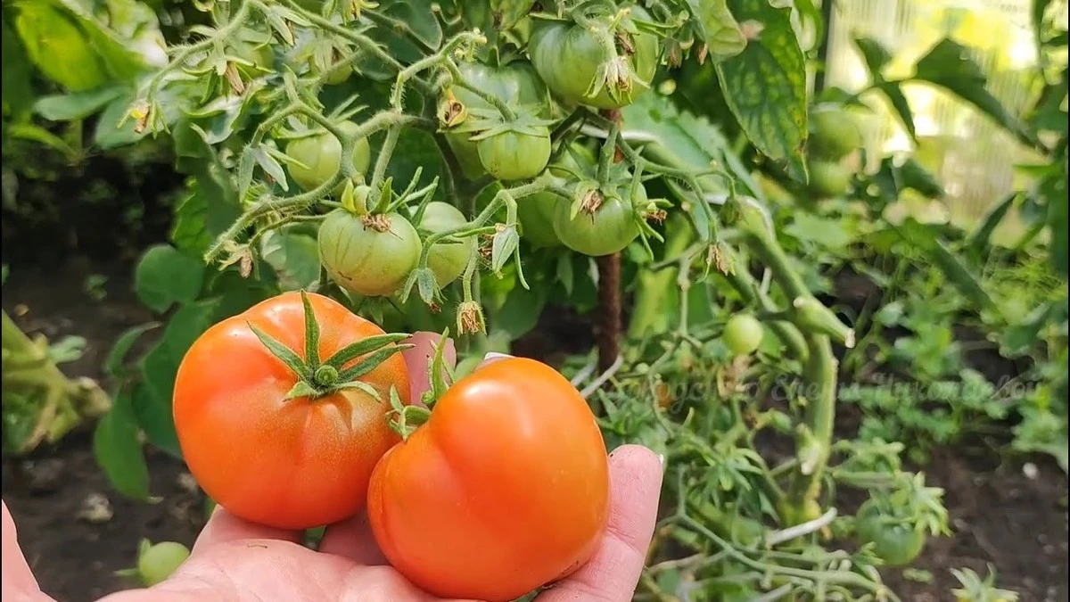 Tomate Siberian: la cosecha que adelanta la primavera - image 1