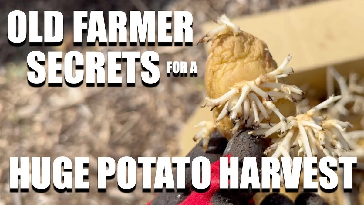 Truco de abuela que multiplica tu cosecha de patatas - image 1