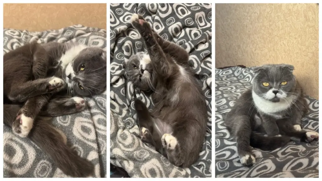 Tu gato huele mal: 3 razones inesperadas más allá de la falta de higiene