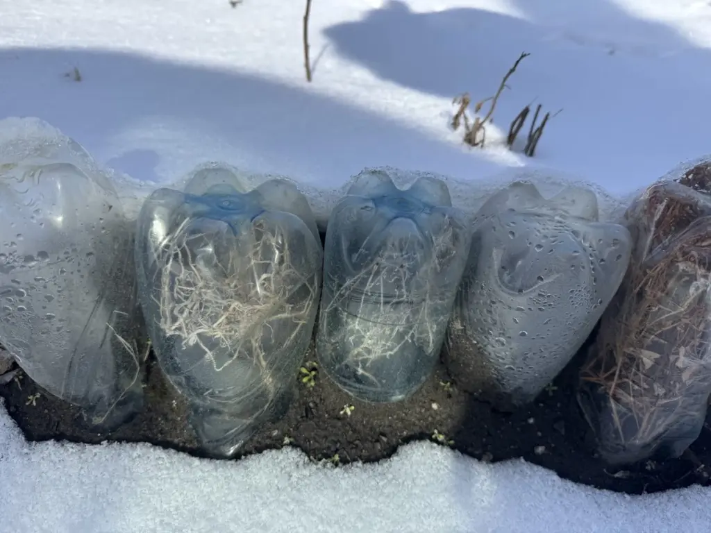 Tu huerto sobrevive al invierno: El truco de plástico que protege tus plantas hasta -15°C