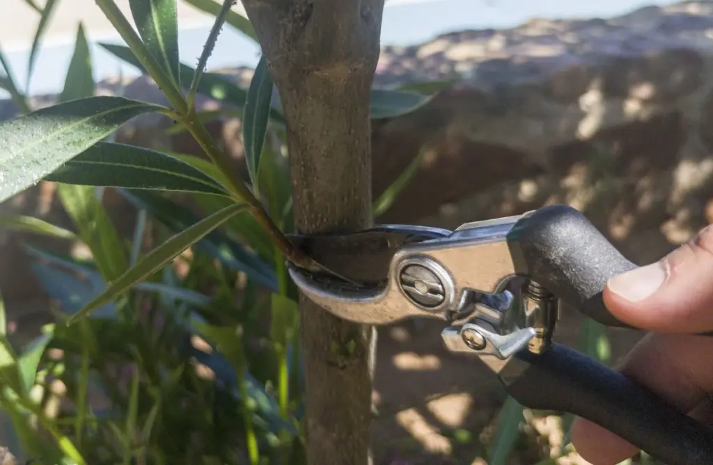 Tu laurel espera este corte preciso: no pierdas la ventana ideal de poda